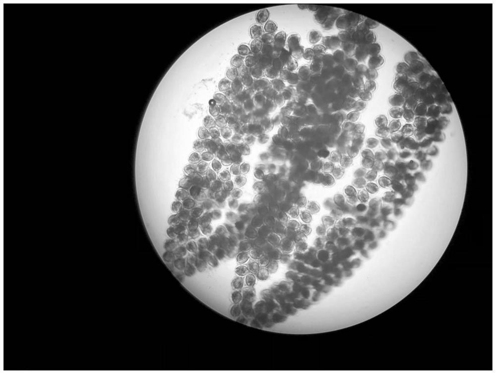 Artificial breeding method of arconaia lanceolata