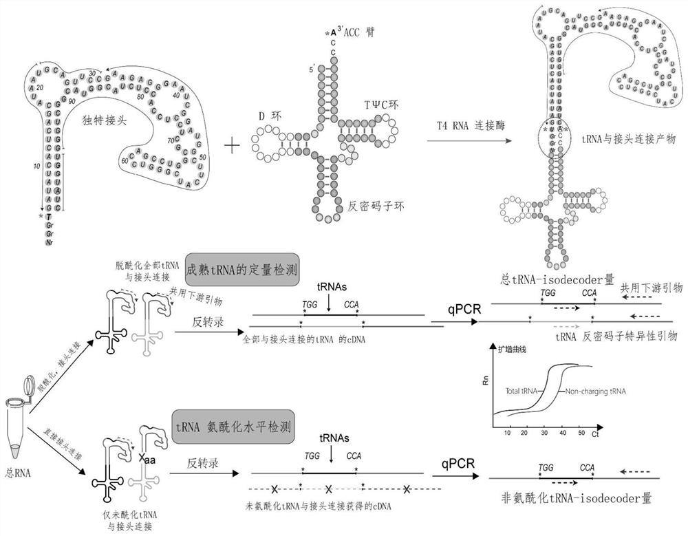 Quantitative qPCR (quantitative polymerase chain reaction) detection method and kit for tRNA (transfer ribonucleic acid) aminoacylation level