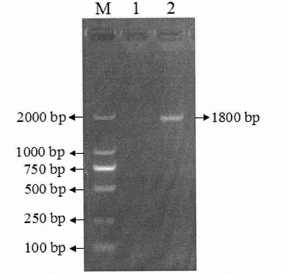 PCR method for quickly amplifying whole genome sequence of porcine circovirus type 2 and application thereof