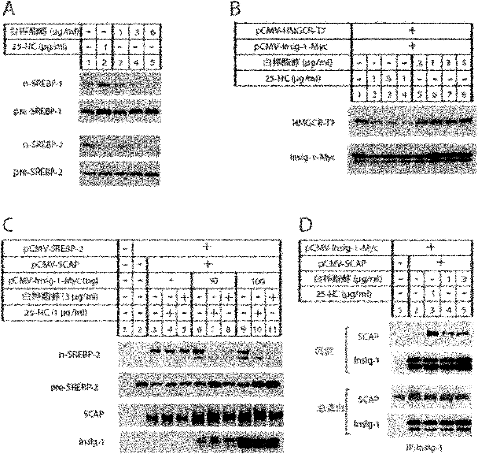 Compound for preventing and treating metabolic diseases and application thereof