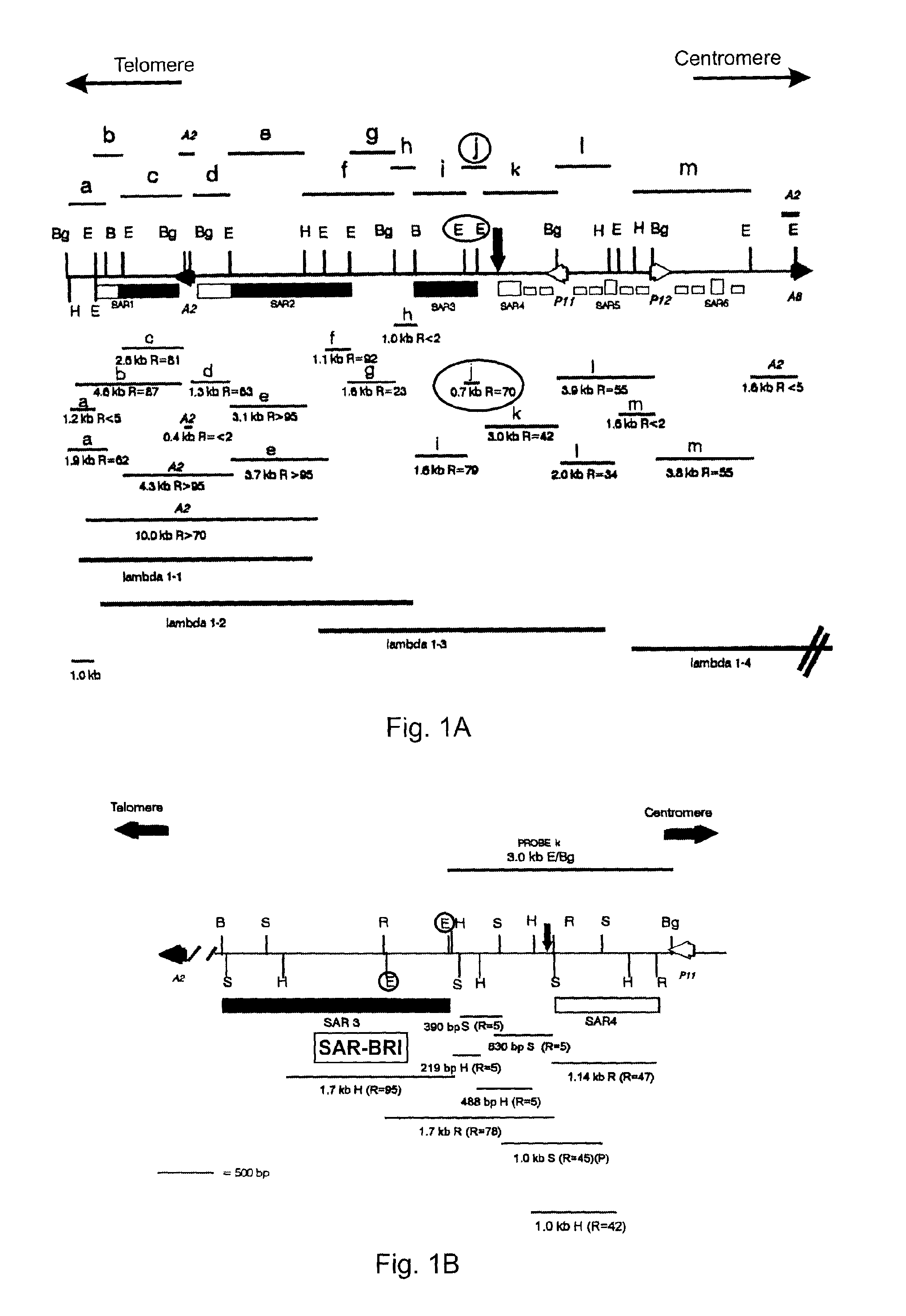 Expression system with SAR element from IFNα2