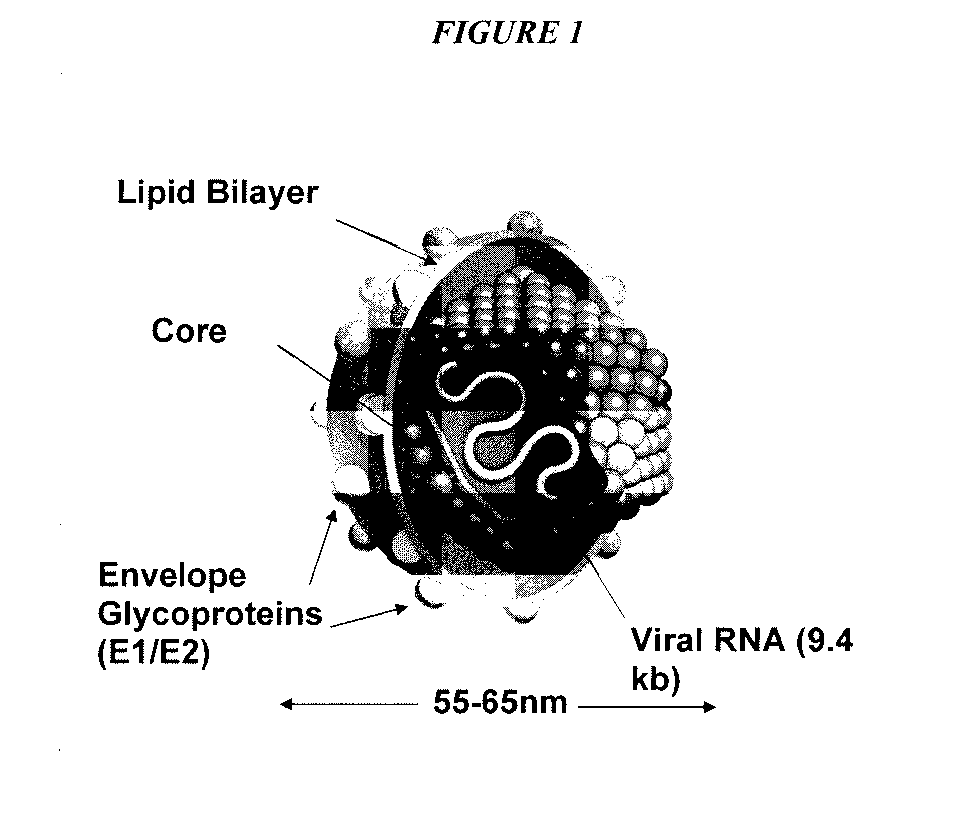 Triazines And Related Compounds Having Antiviral Activity, Compositions And Methods Thereof
