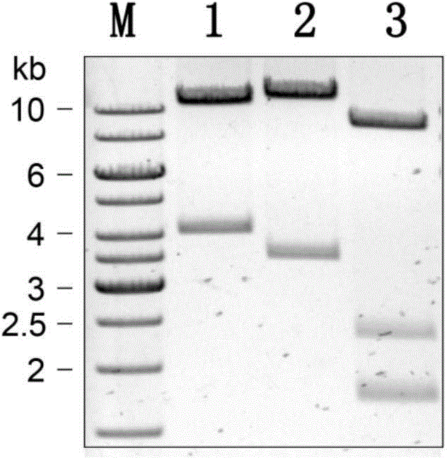Method for cultivating transgenic plant with increased content of isoflavone and condensed tannin and special plasmid