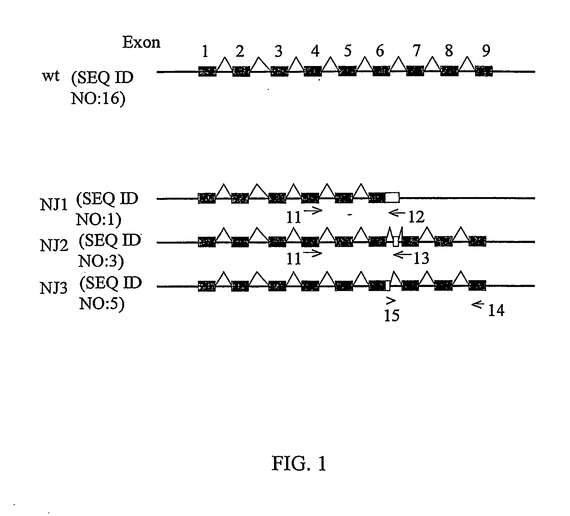 CD40 splice variants, compositions for making and methods of using the same