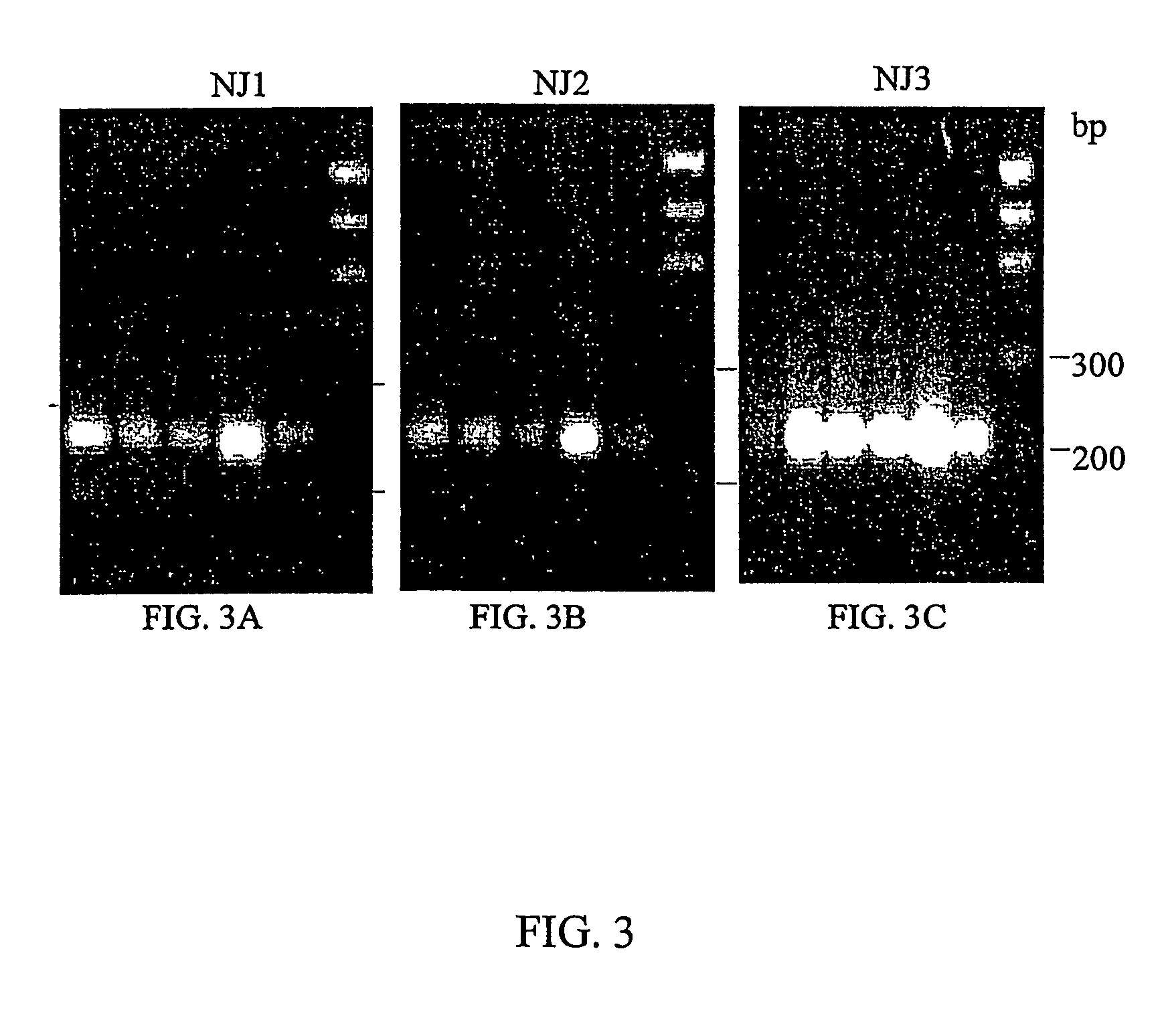 CD40 splice variants, compositions for making and methods of using the same