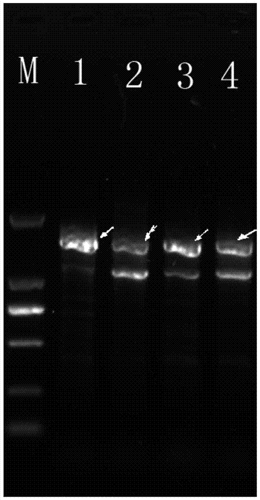 A specific molecular marker dna sequence of streptococcus thermophilus and its application