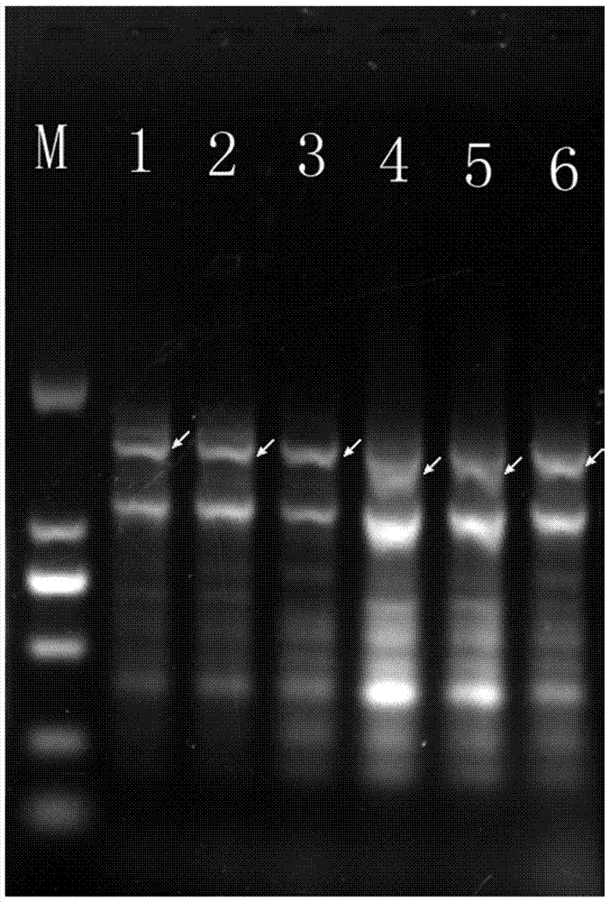 A specific molecular marker dna sequence of streptococcus thermophilus and its application