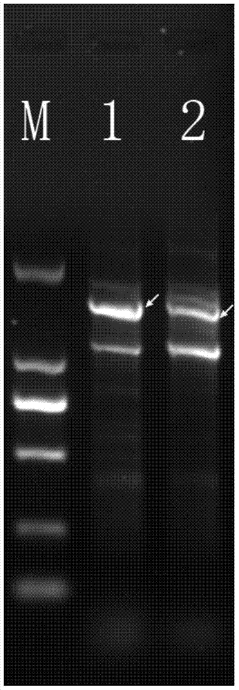 A specific molecular marker dna sequence of streptococcus thermophilus and its application