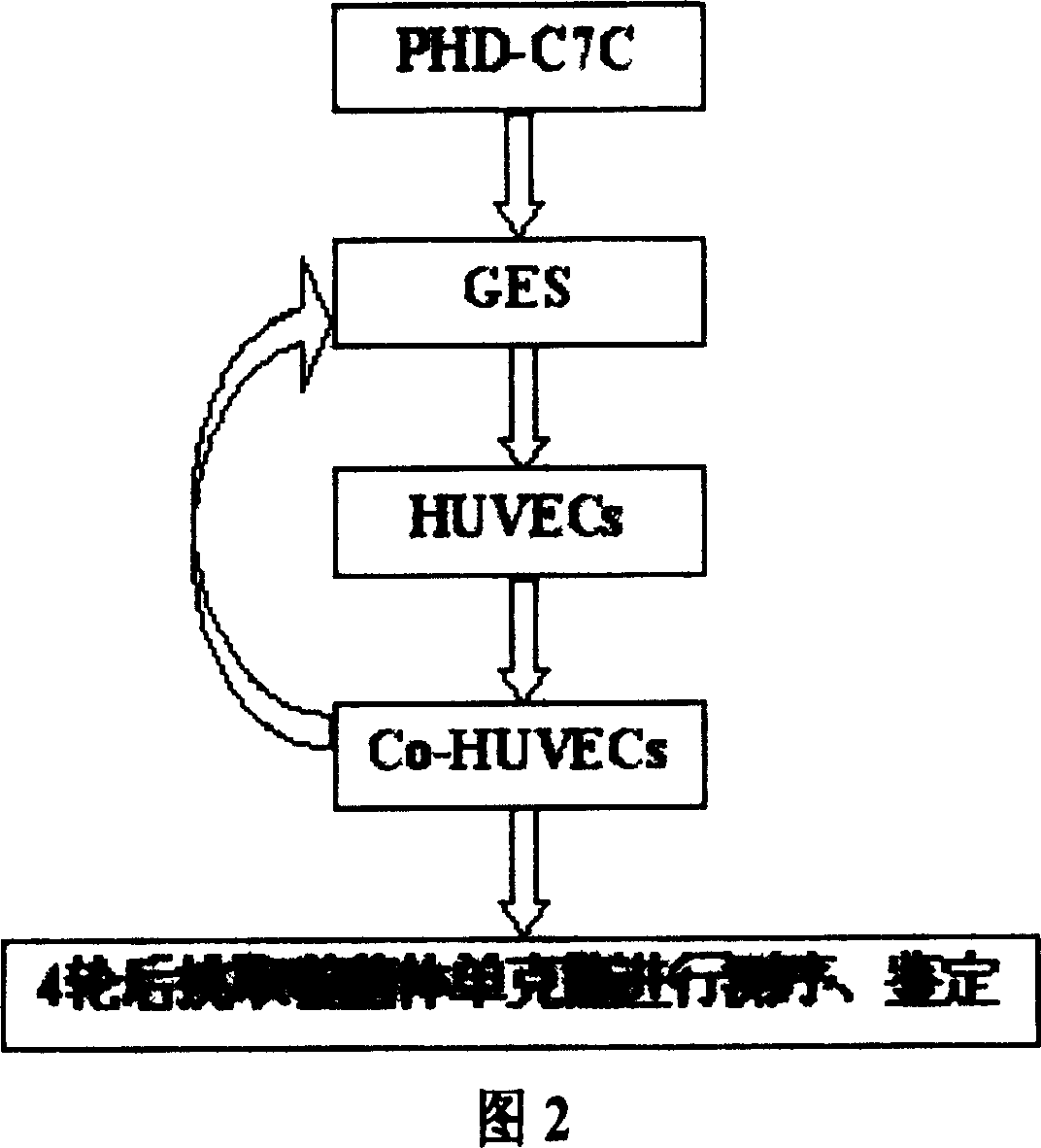 Human stomache cancer endothelial-cell specific combination short peptide series