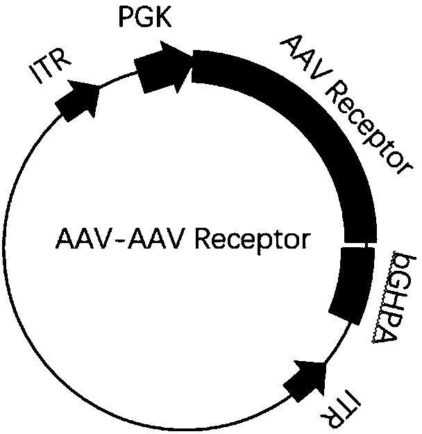 Method for improving gene therapy efficiency by overexpressing adeno-associated virus receptors