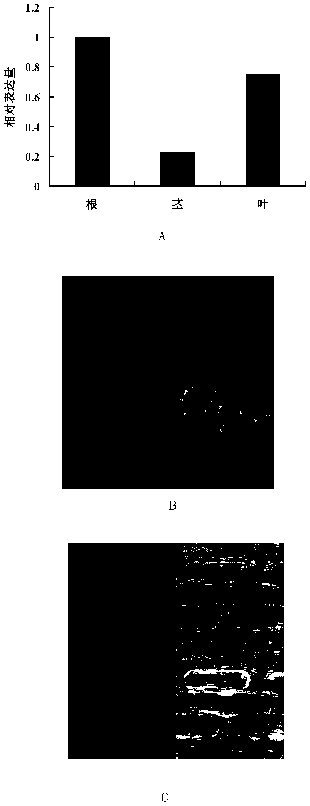 Cotton tyrosine protein phosphatase ghptp1 and its coding gene and application