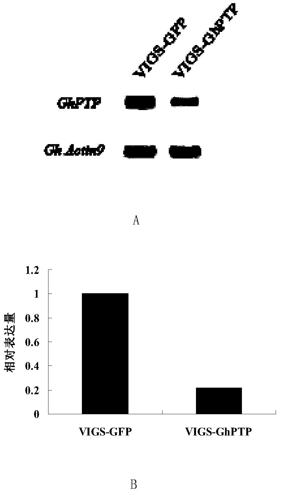 Cotton tyrosine protein phosphatase ghptp1 and its coding gene and application