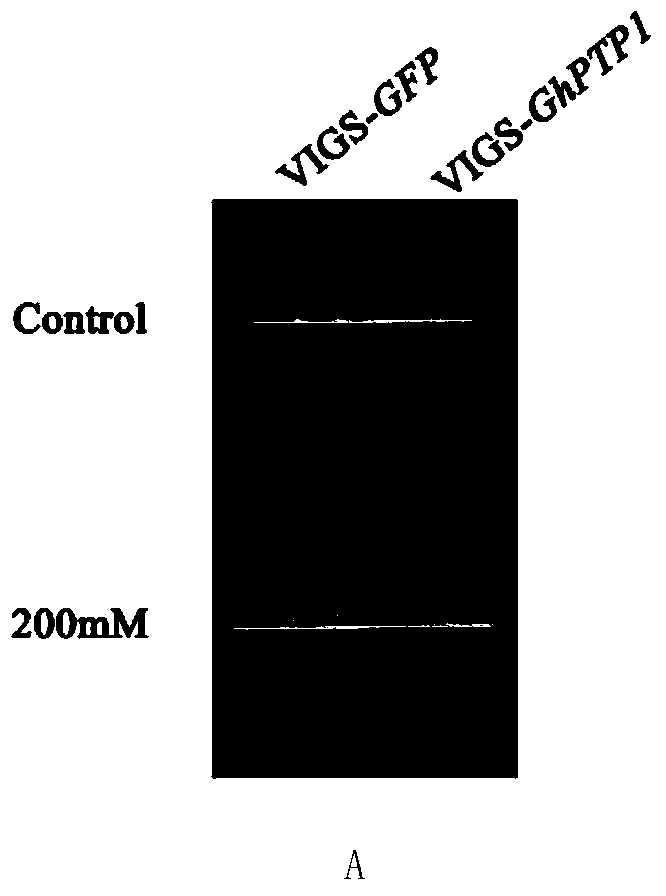 Cotton tyrosine protein phosphatase ghptp1 and its coding gene and application