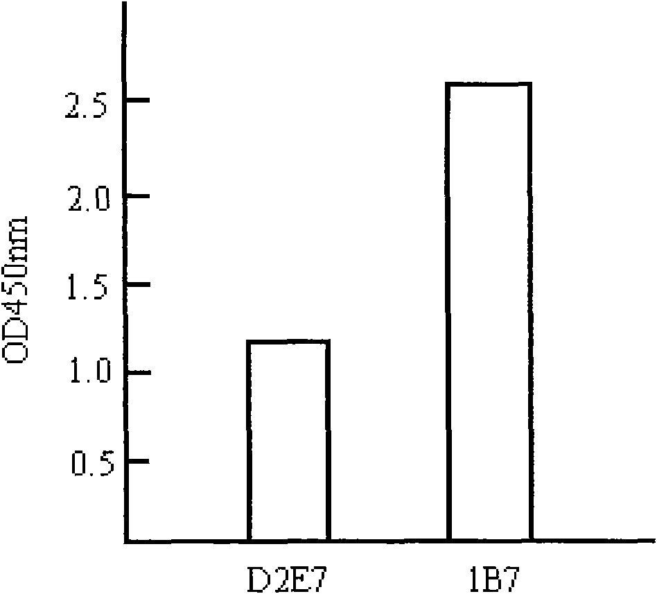 Antibody of TNF (Tumor Necrosis Factor) alpha and application thereof