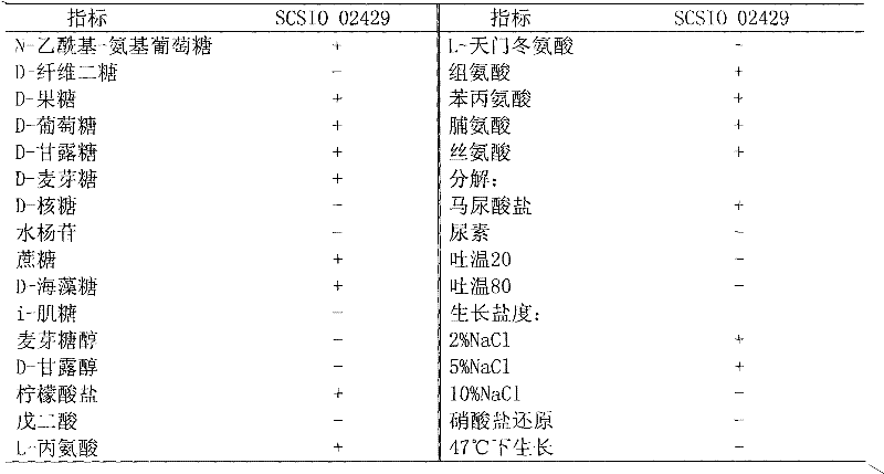 Ocean source Bacillus barbaricus SCSIO 02429 and method for preparing squid small peptide by using same