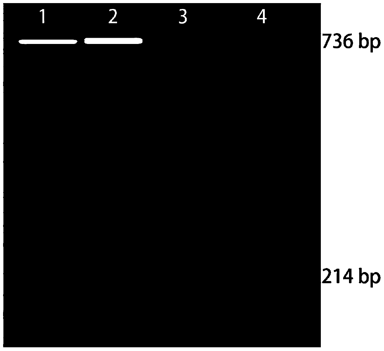 Co-dominant marker primer set and identification method for identifying tobacco resistance spotted wilt disease locus RTSW allele types, and applications thereof