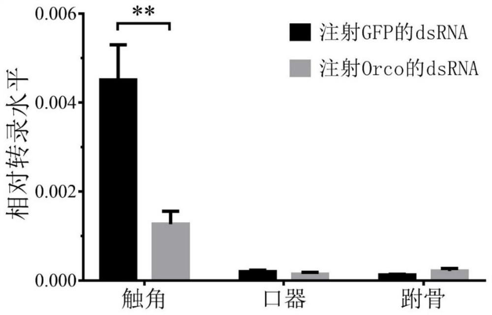 dsrna, coding gene, preparation method and application thereof based on Periplaneta americana orco gene design