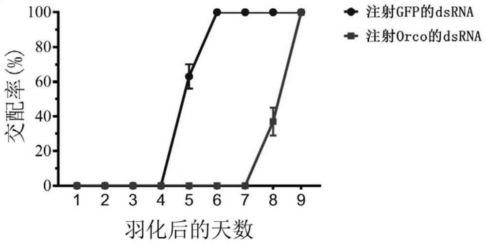 dsrna, coding gene, preparation method and application thereof based on Periplaneta americana orco gene design