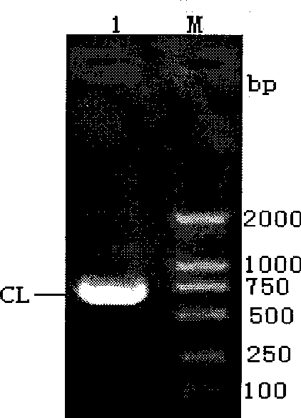 Recombinant Kluyveromyces sp. expressing antibody or antibody analogue, and construction method and use thereof