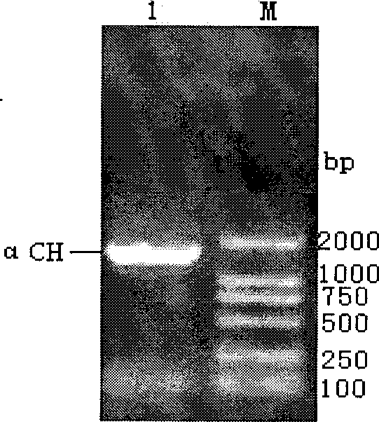 Recombinant Kluyveromyces sp. expressing antibody or antibody analogue, and construction method and use thereof