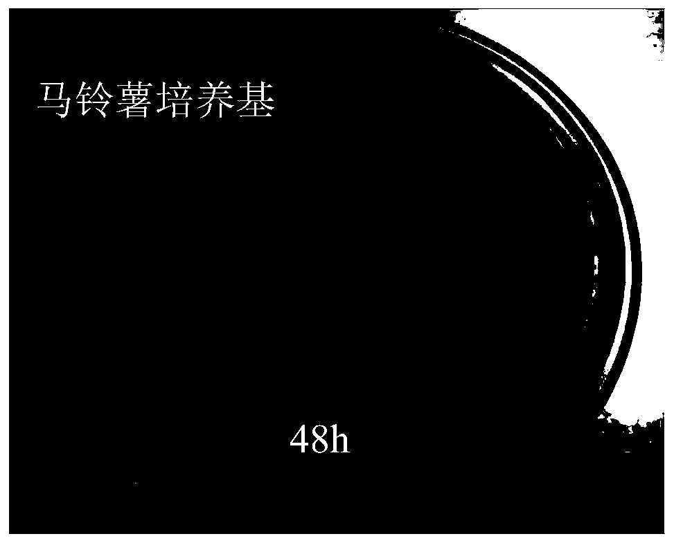 Greenhouse collection and isolation of Isyriamycetes conidia culture medium and preparation method