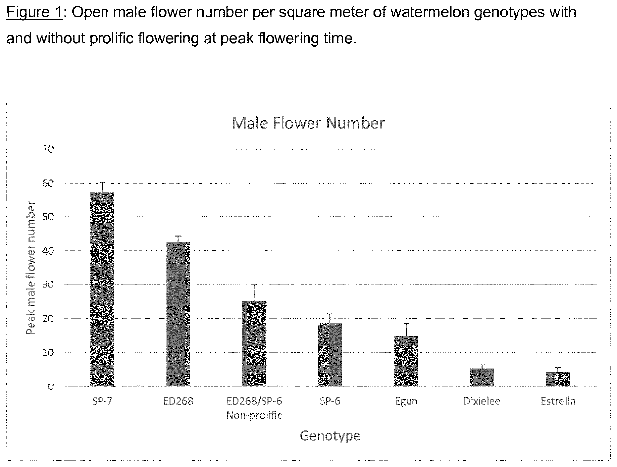 Prolific flowering watermelon