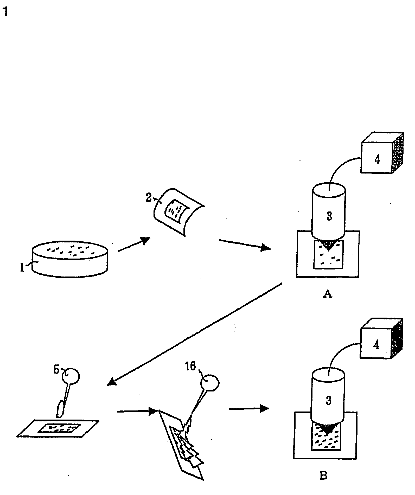 Method of counting microorganisms or cells