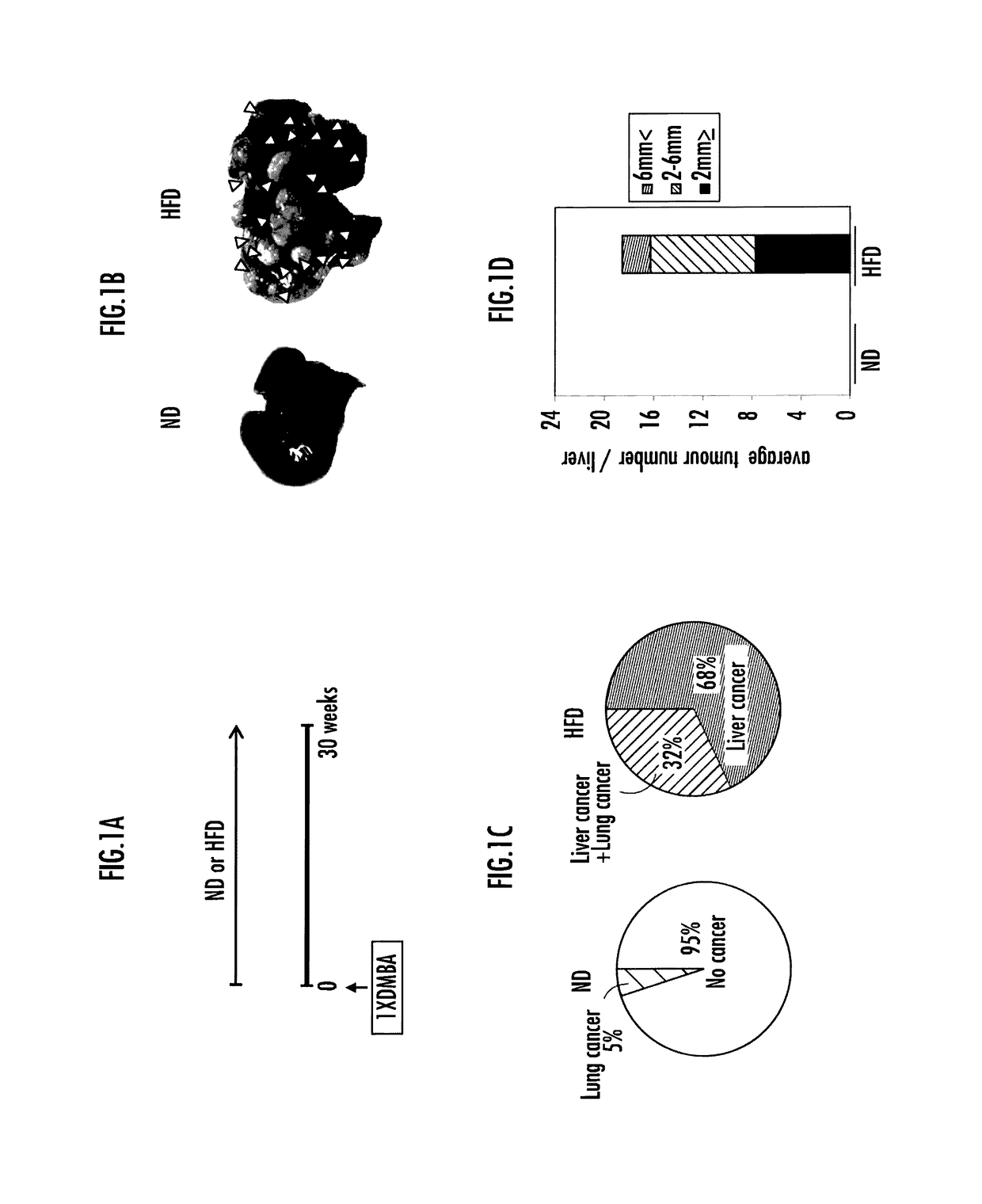 Method for examination of carcinogenic risk