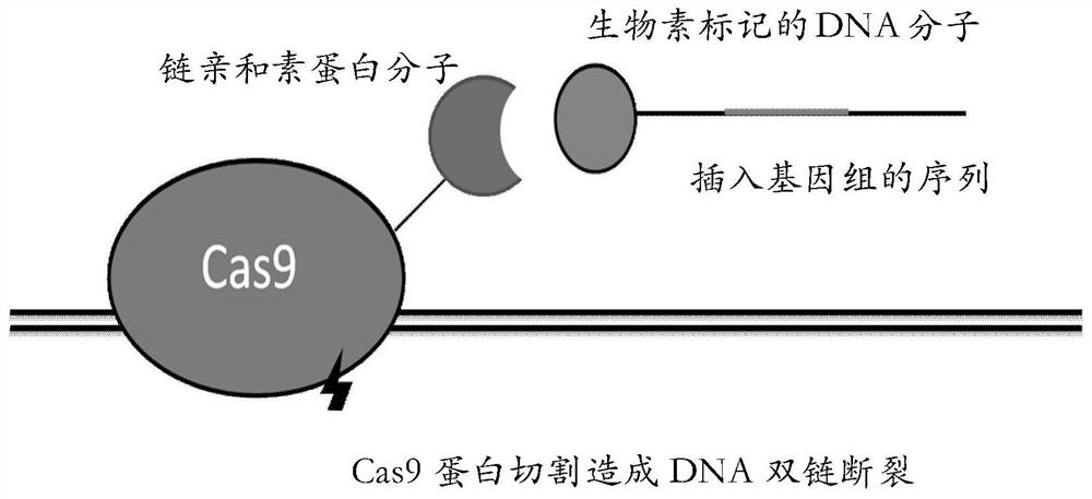 A fusion protein and a method for homologous recombination using it