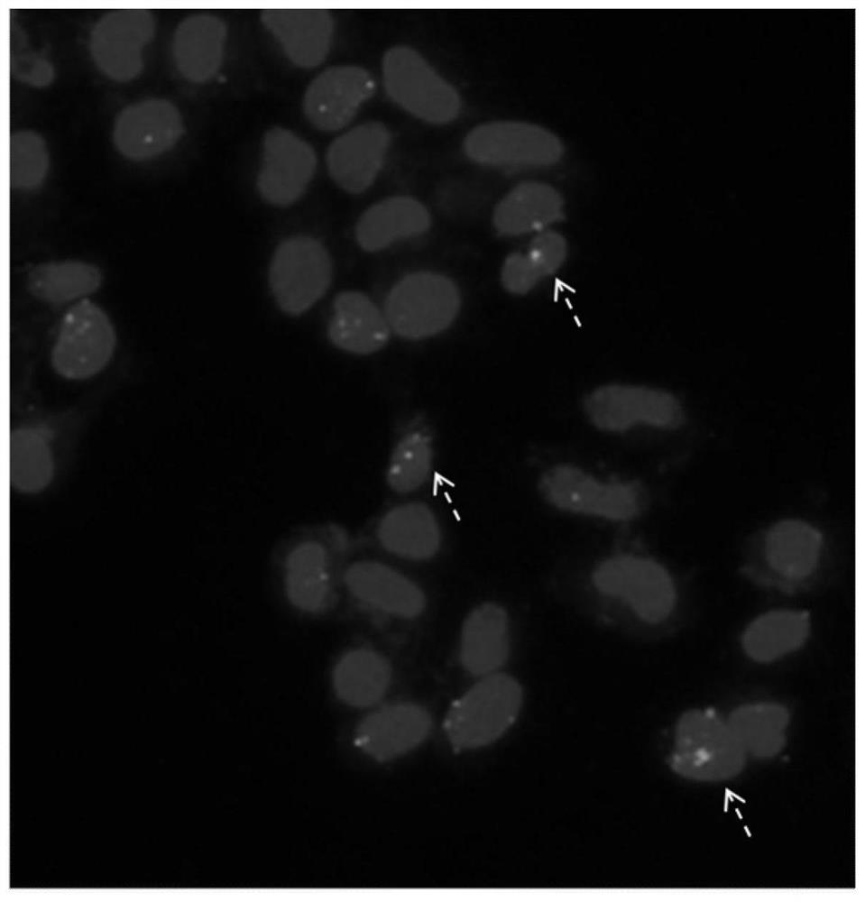 A fusion protein and a method for homologous recombination using it