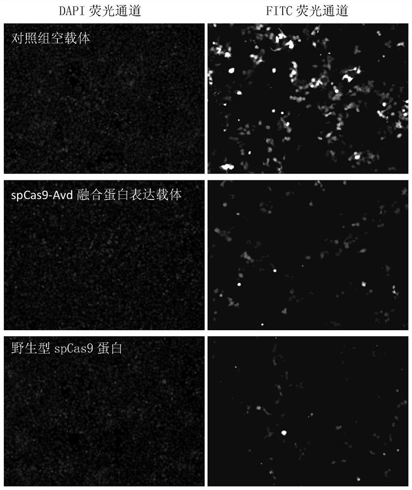 A fusion protein and a method for homologous recombination using it