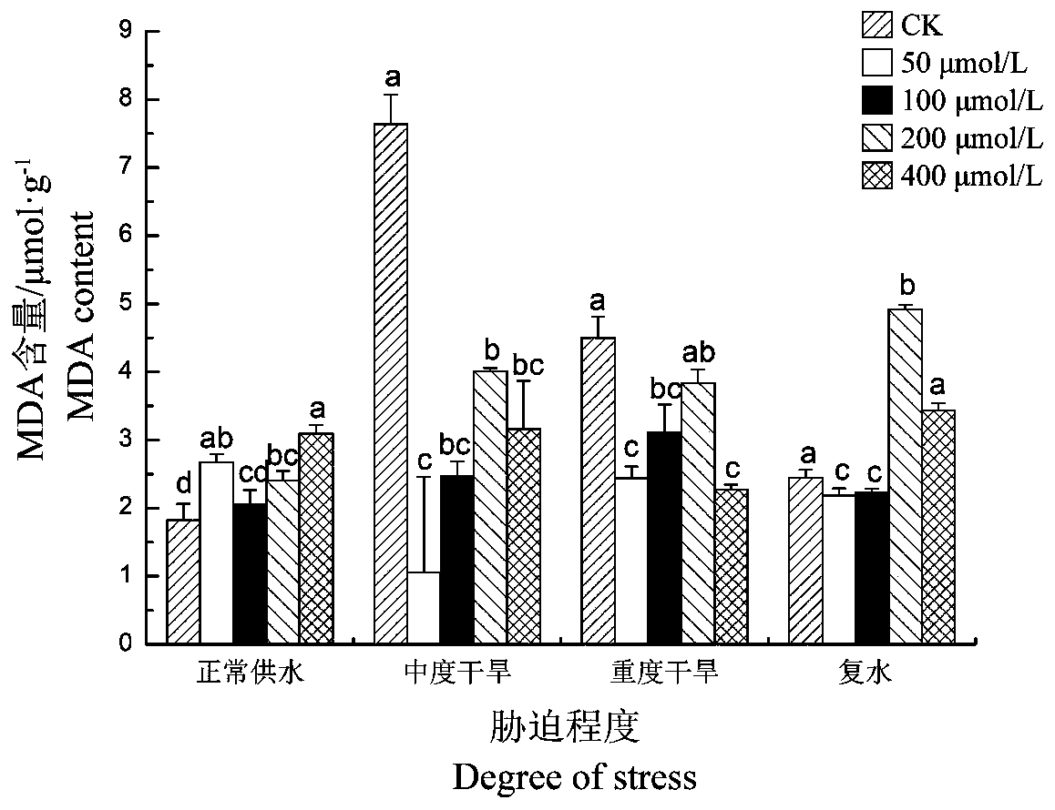 Method for improving drought resistance of peonies for oil with jasmonic acid