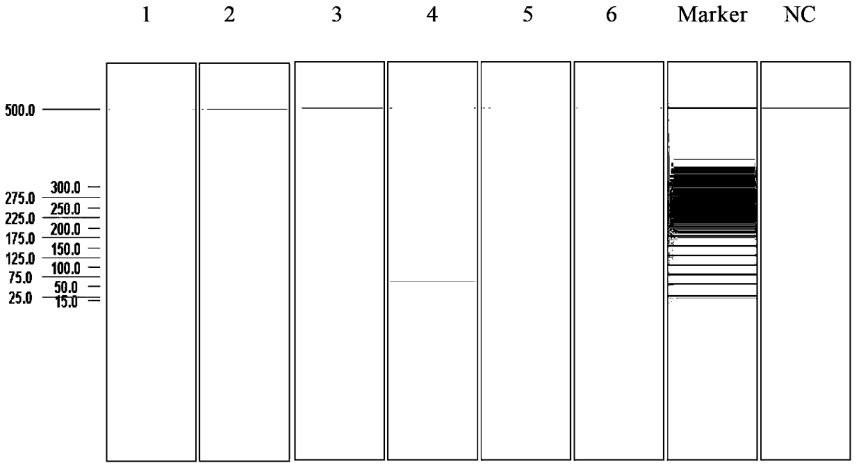 Multiplex ligation-dependent probe amplification detection kit for simultaneously detecting five swine disease viruses, primers and probes