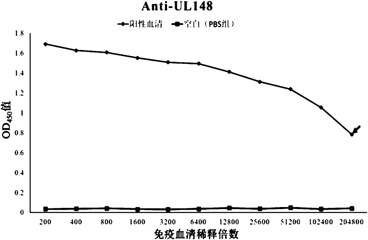 Human cytomegalovirus (HCMV) anti-UL148 polyclonal antibody and preparation method and application thereof