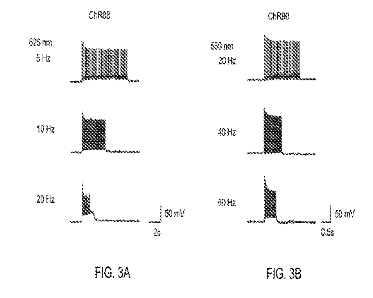 Channelrhodopsins for optical control of cells