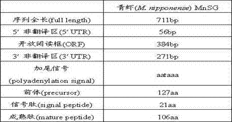 Freshwater shrimp MnSG (Macrobrachium nipponense Sperm Gelatinase) gene, and amplification method and amplification primer group thereof