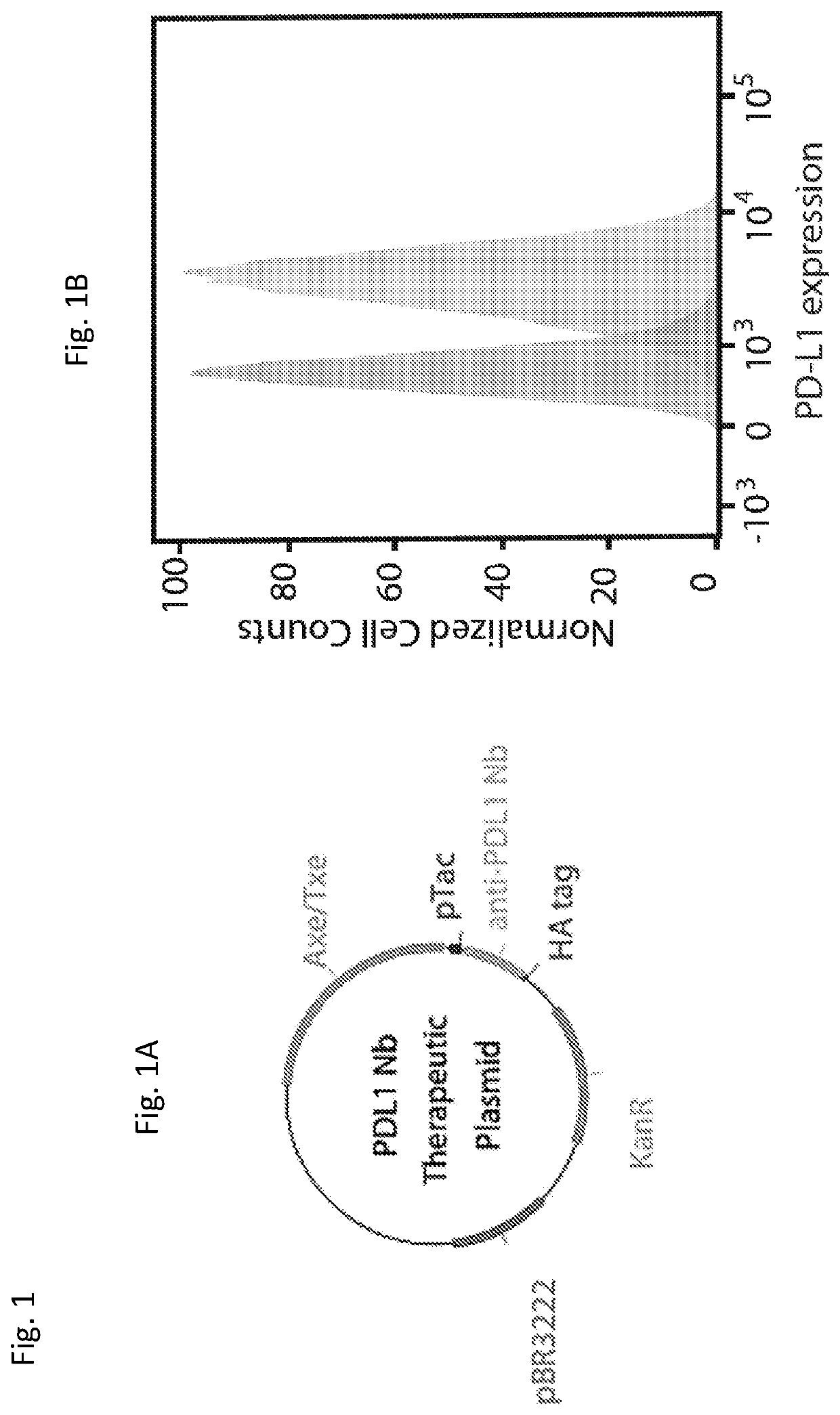 Programmable bacteria for the treatment of cancer