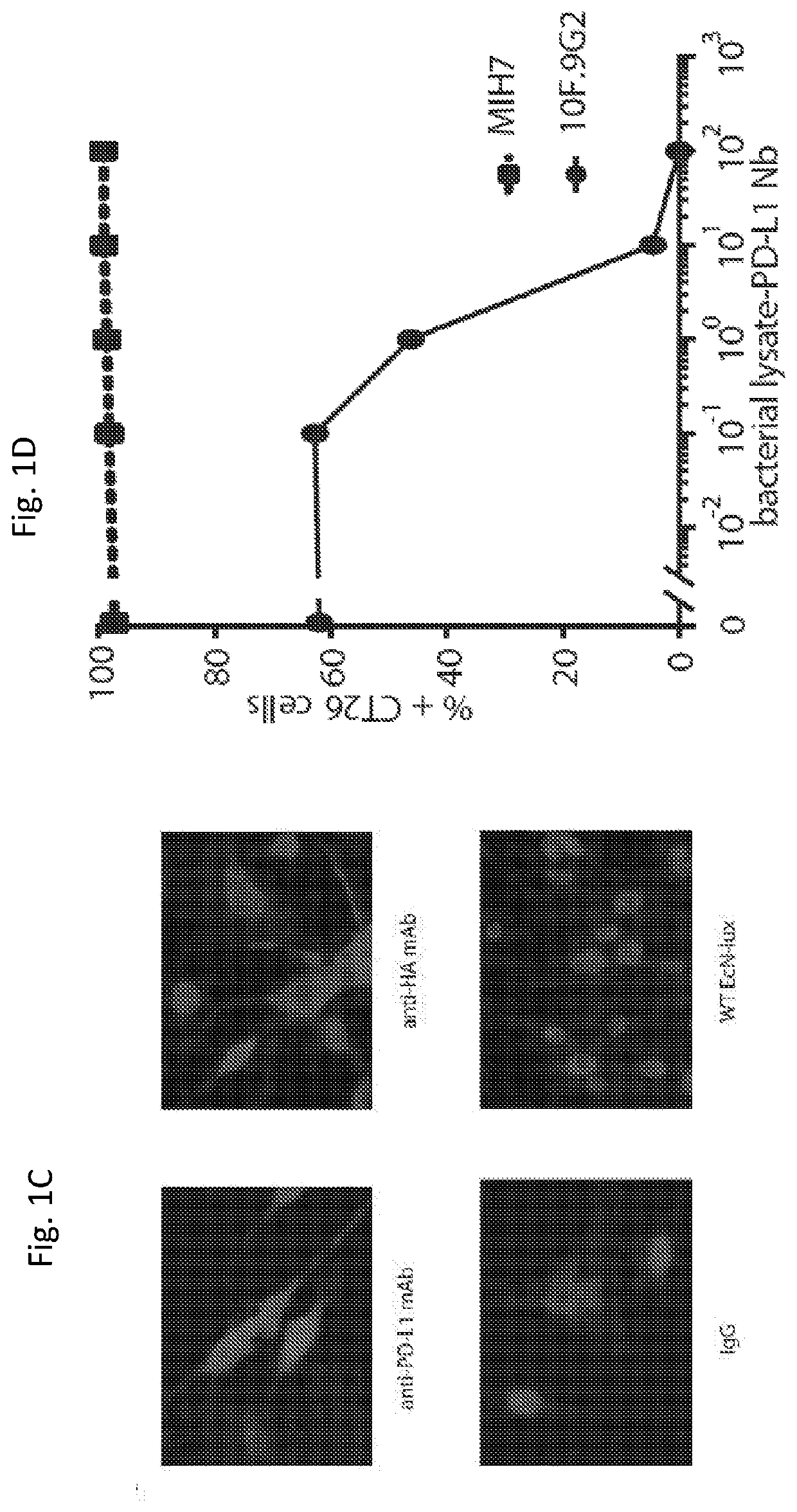 Programmable bacteria for the treatment of cancer