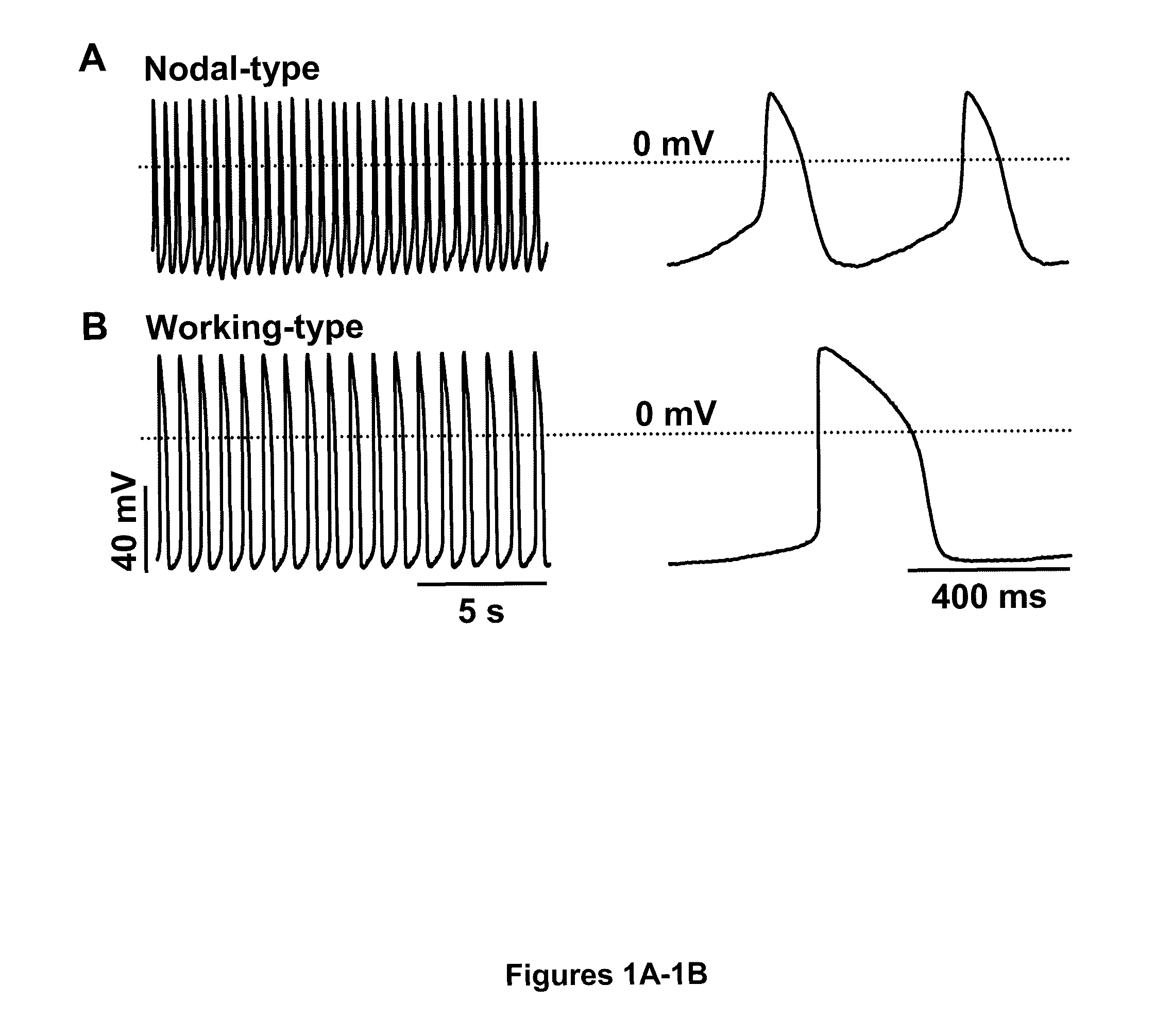 Induction of human embryonic stem cell derived cardiac pacemaker or chamber-type cardiomyocytes by manipulation of neuregulin signaling