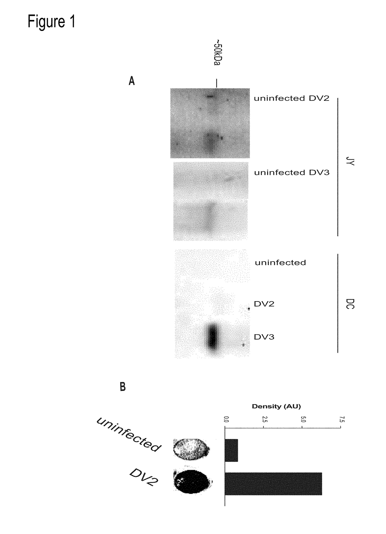 Cytotoxic T Lymphocyte Inducing Immunogens For Prevention Treatment and Diagnosis of Dengue Virus Infection