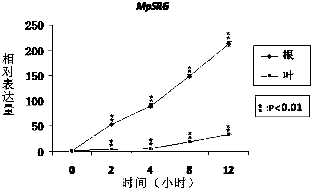Pongamia pinnata stress tolerance relative gene MpSRG as well as coded protein and application thereof