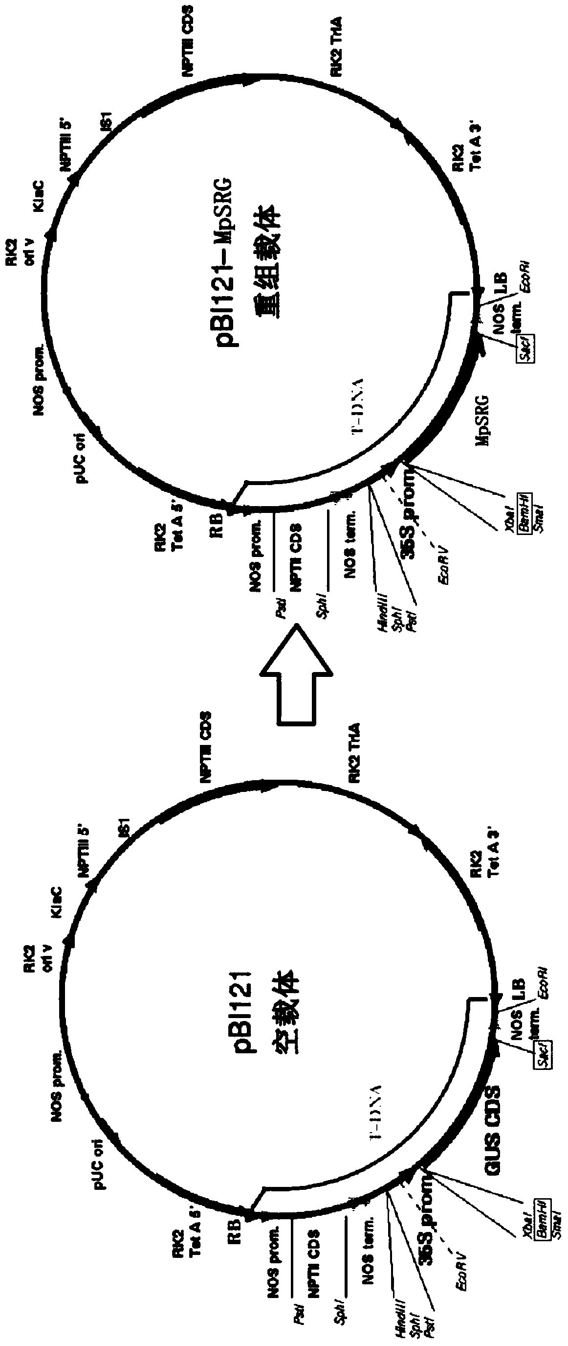 Pongamia pinnata stress tolerance relative gene MpSRG as well as coded protein and application thereof