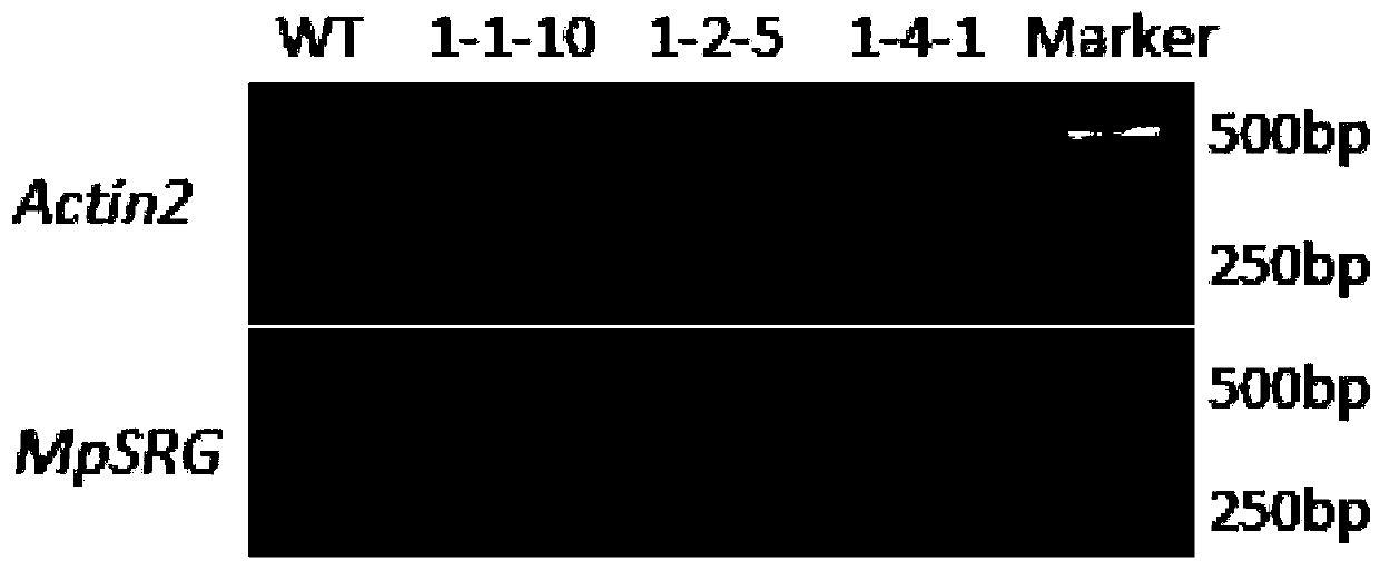 Pongamia pinnata stress tolerance relative gene MpSRG as well as coded protein and application thereof