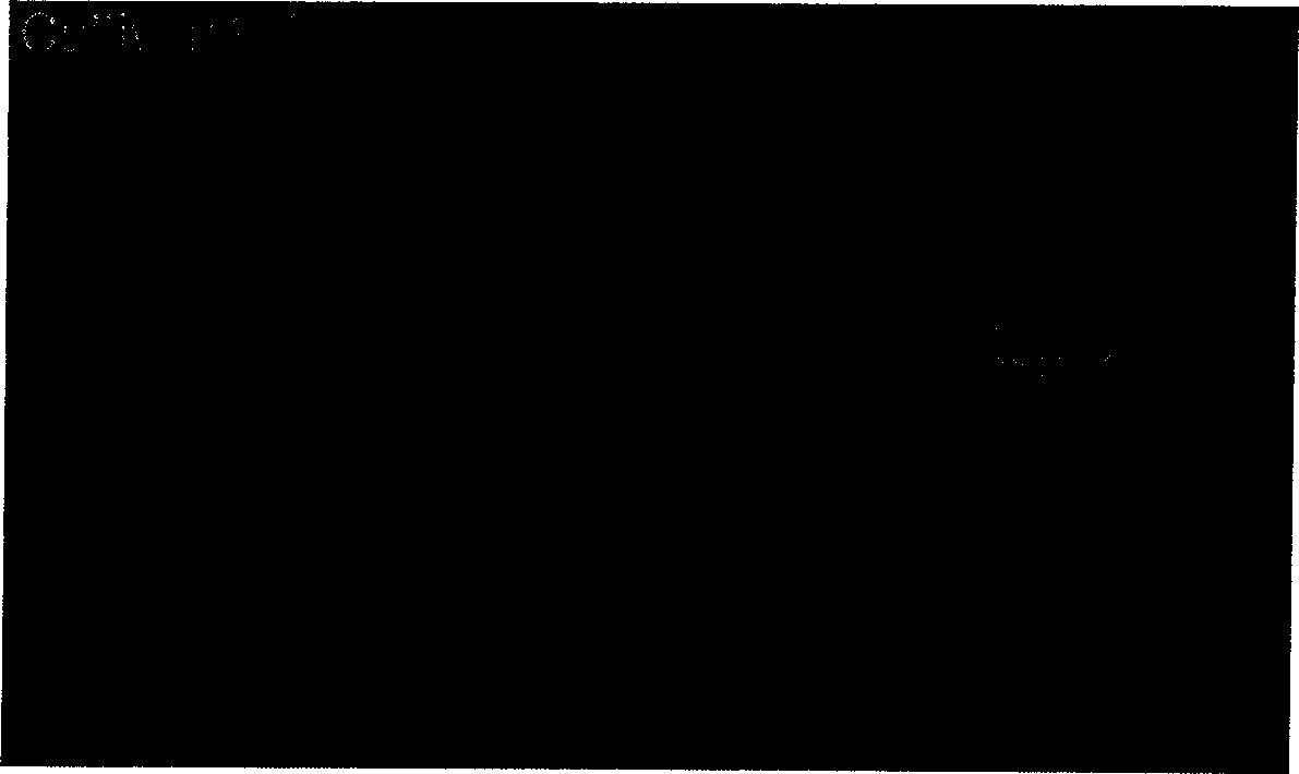 Method of quickly obtaining transgenic cotton plant