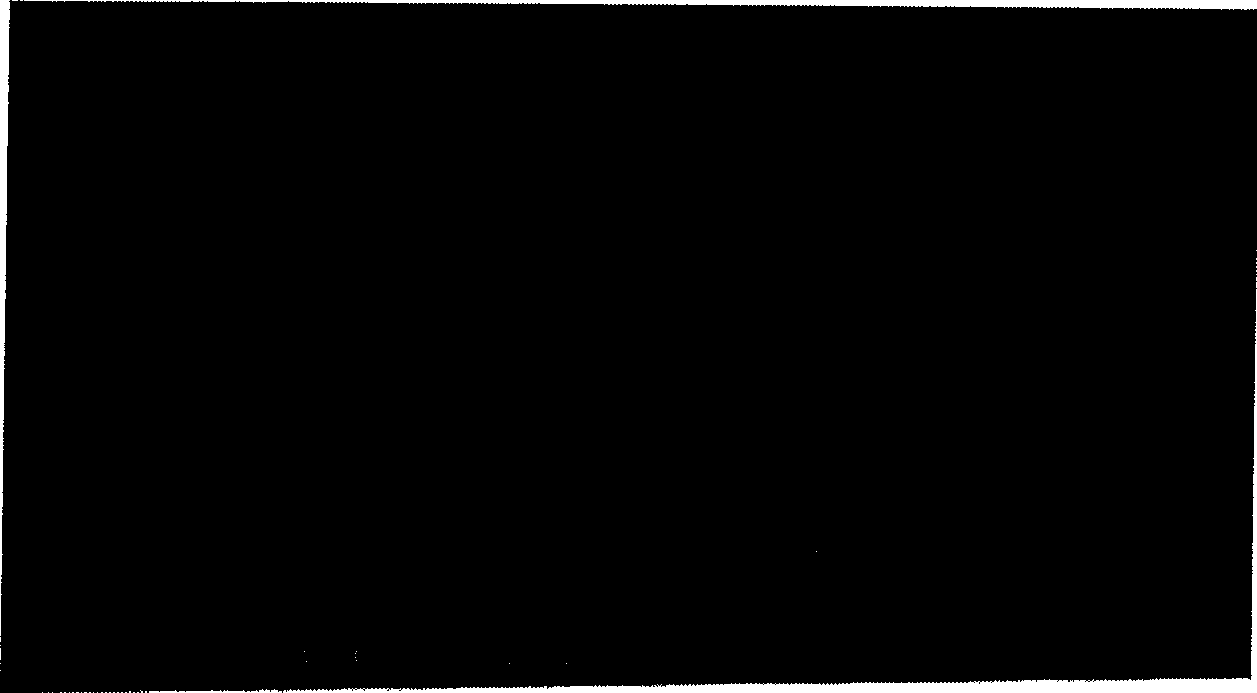 Method of quickly obtaining transgenic cotton plant