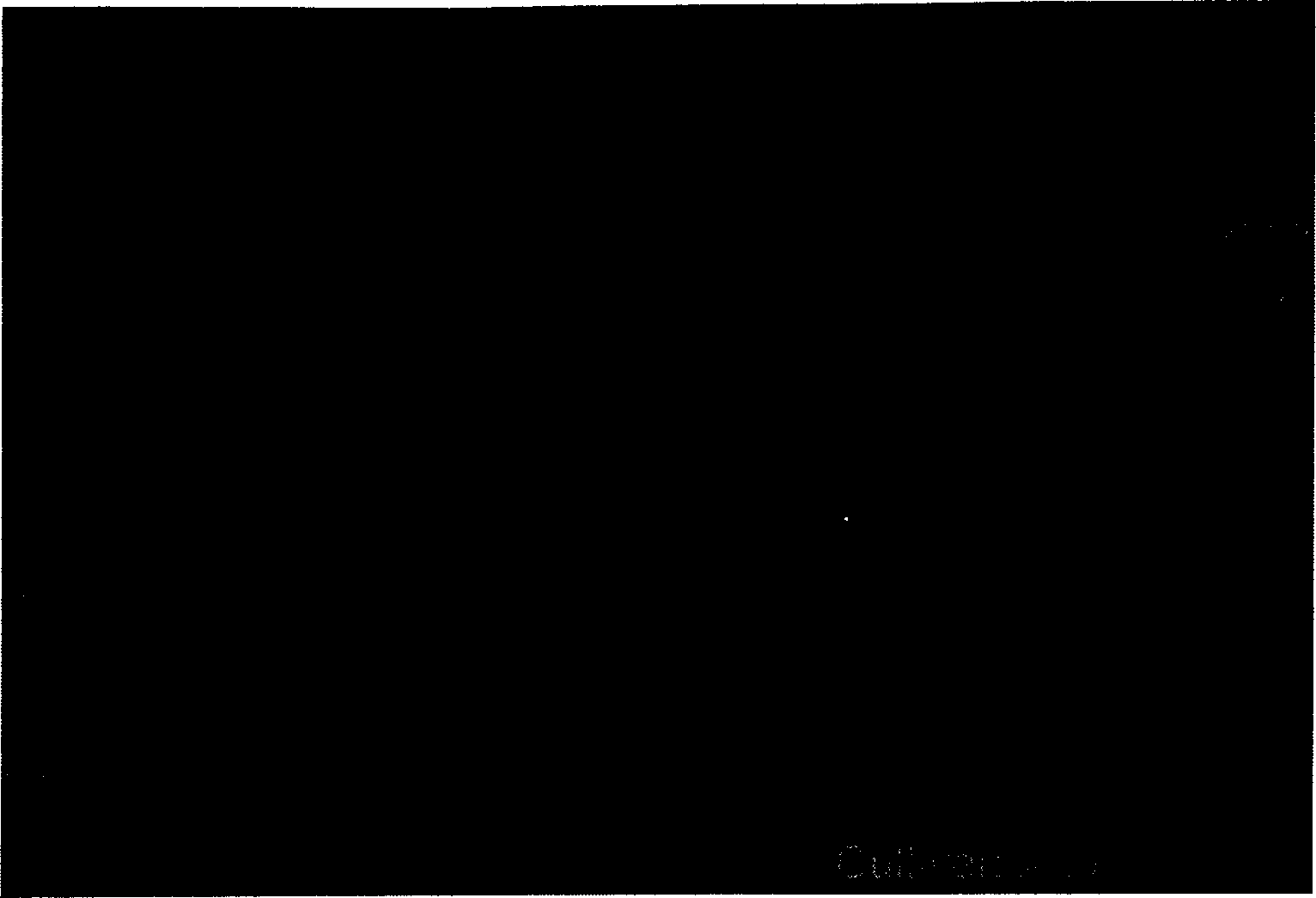 Method of quickly obtaining transgenic cotton plant