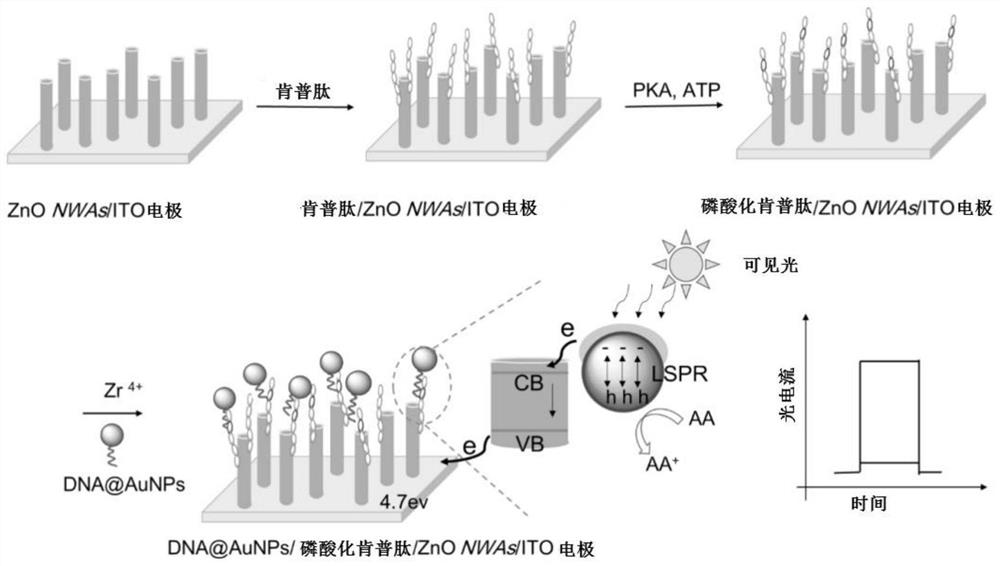 Preparation method and application of photoelectric biosensor based on oxide nanoarray