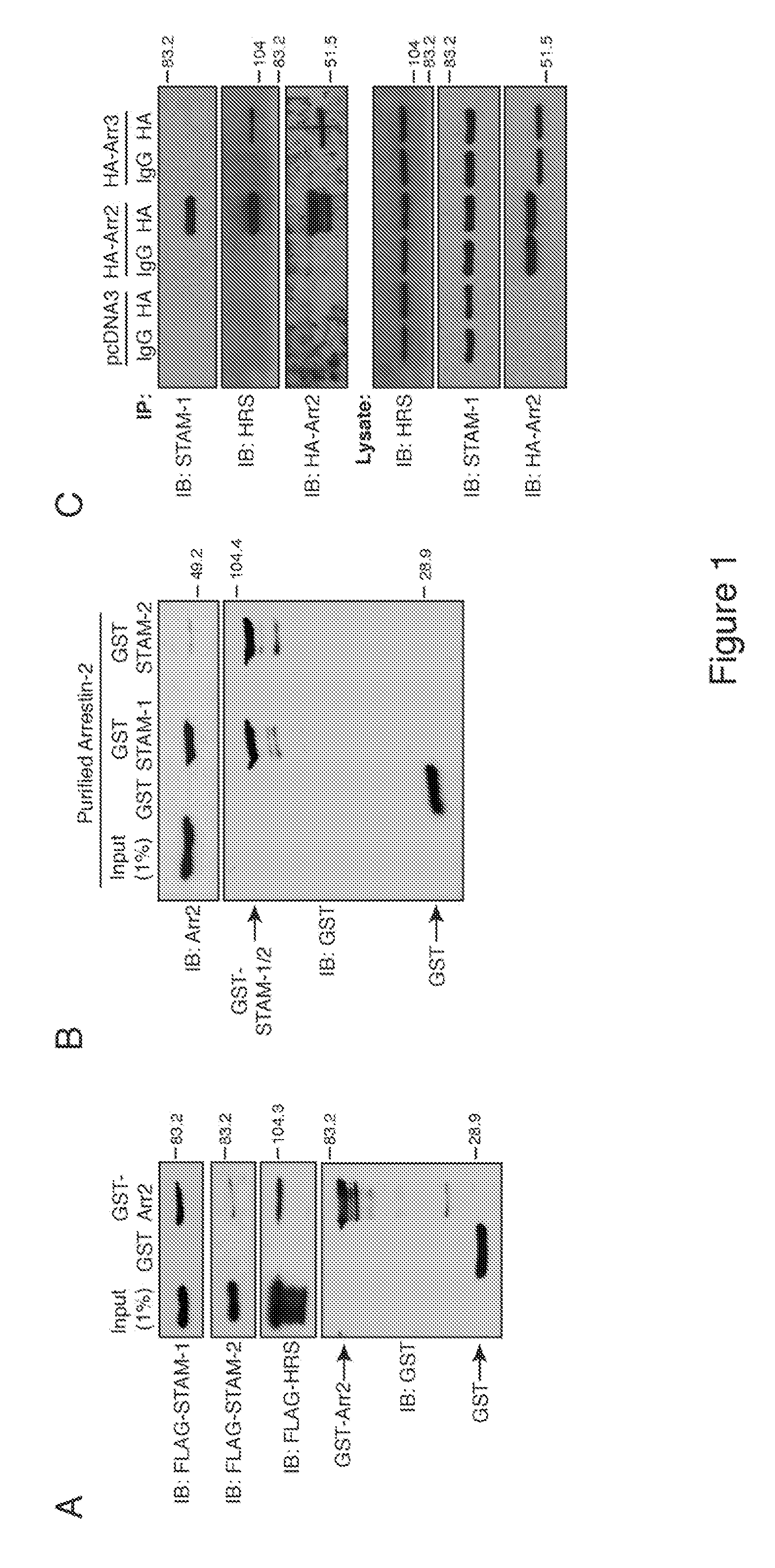 Methods of utilizing the arrestin-2/stam-1 complex as a therapeutic target