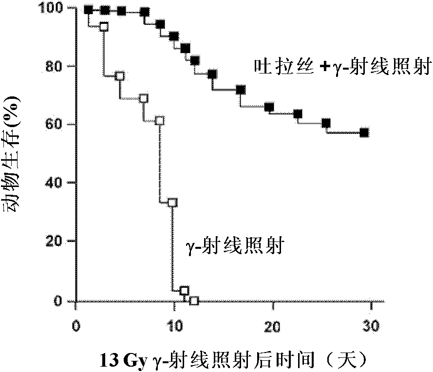 Application of tulasi extract in preparation of medicament for treating radiation injuries