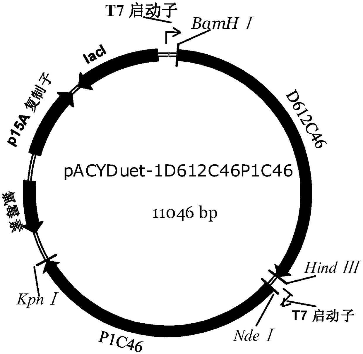 Genetic engineering bacterium and method for producing protopanaxadiol